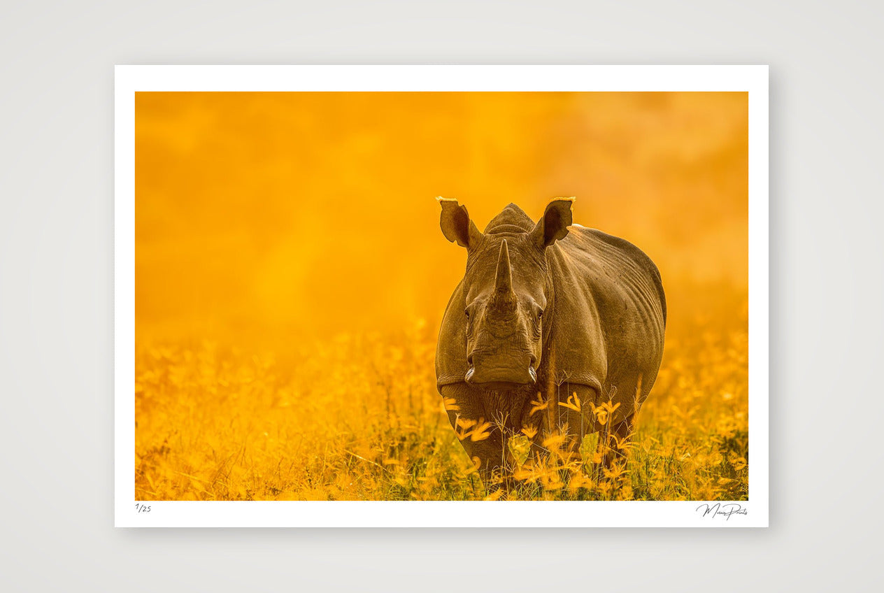 Golden Sun — A1 (84×59cm, 33×23") Print only