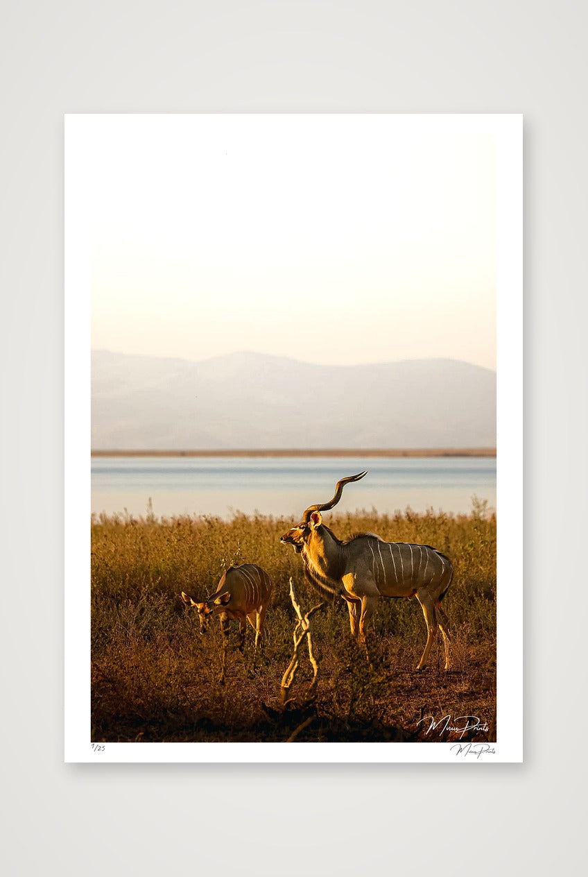Golden Solitude — A1 (59×84cm, 23×33") Print only