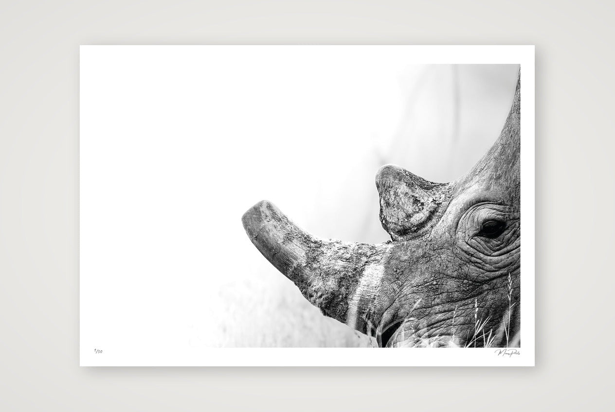 Boldness — A0 (119×84cm, 47×33") Print only