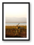 Golden Solitude — framed