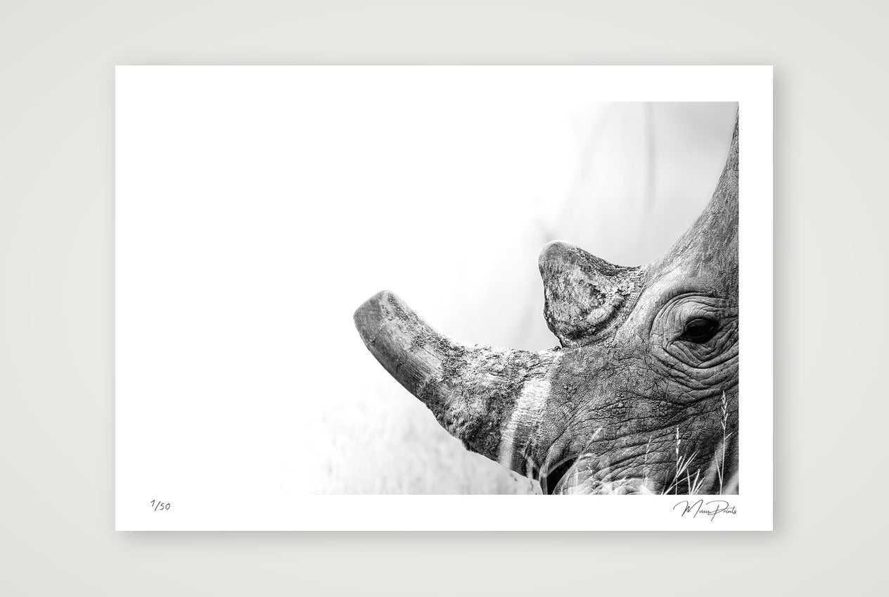 Boldness — A3 (42×30cm, 17×12") Print only