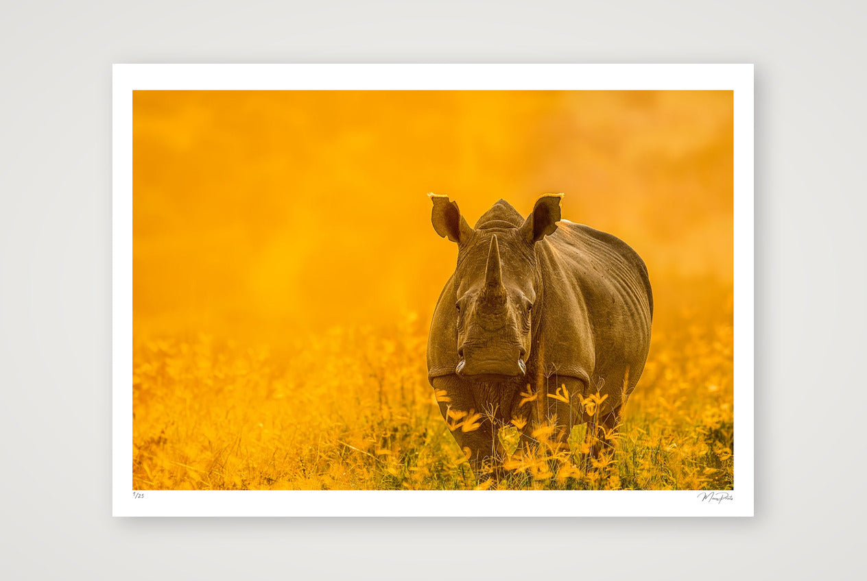 Golden Sun — A0 (119×84cm, 47×33") Print only