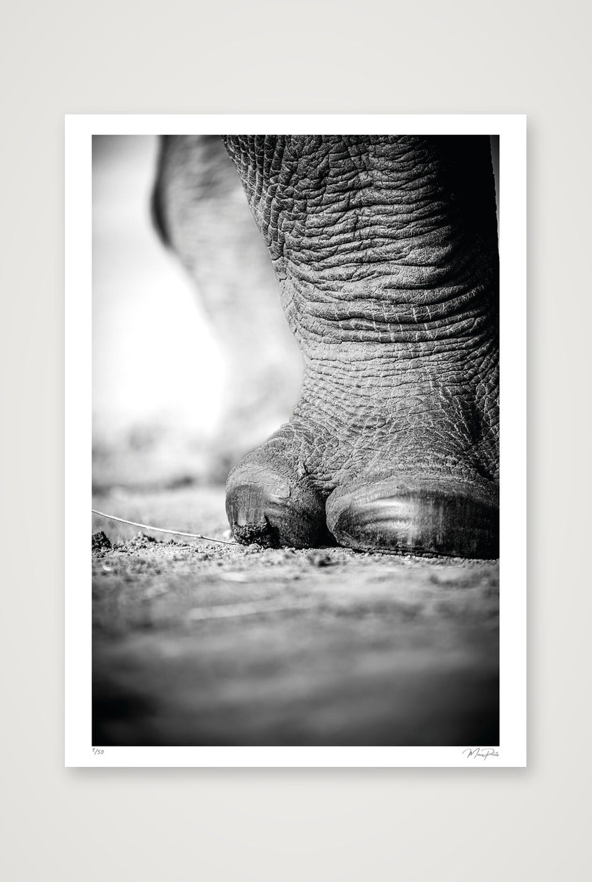 The Standing Guard — A0 (84×119cm, 33×47") Print only