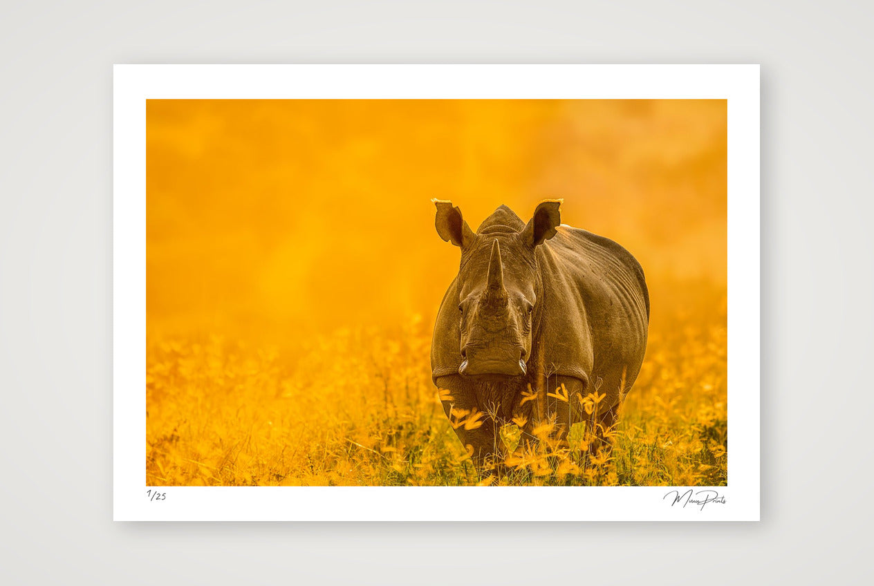 Golden Sun — A2 (59×42cm, 23×17") Print only
