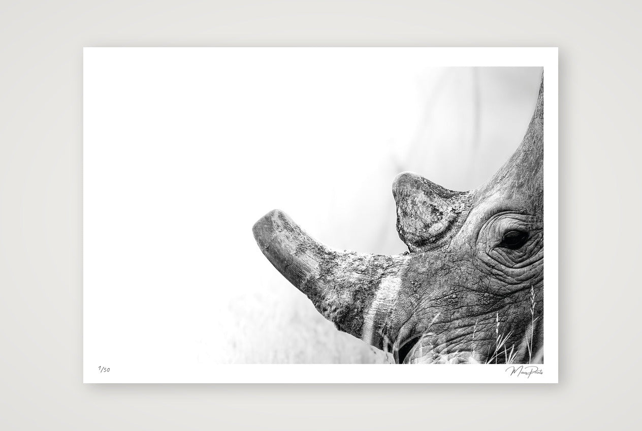 Boldness — A1 (84×59cm, 33×23") Print only