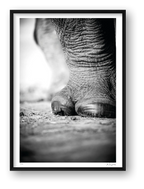 The Standing Guard — framed