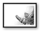 Boldness — framed