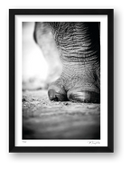 The Standing Guard — framed